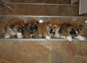 Photo №4. I will sell shiba inu in the city of VLADIčin Han.  - price - negotiated