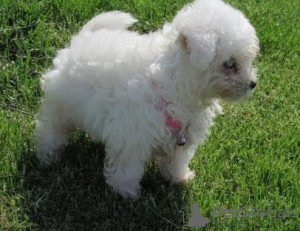 Photo №1. bichon frise - for sale in the city of Riga | 264$ | Announcement № 98665