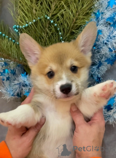 Photo №3. Puppies velsh corgi pembrok. Russian Federation