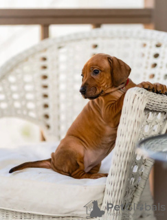 Additional photos: Rhodesian Ridgeback puppies