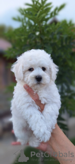 Photo №2 to announcement № 107276 for the sale of bichon frise - buy in Serbia 