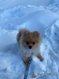 Photo №2 to announcement № 19551 for the sale of pomeranian - buy in Poland private announcement