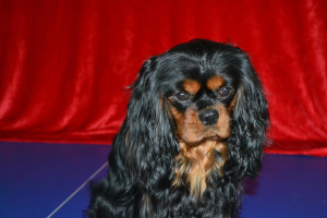 Photo №1. cavalier king charles spaniel - for sale in the city of Екатеринбург | Negotiated | Announcement № 4702