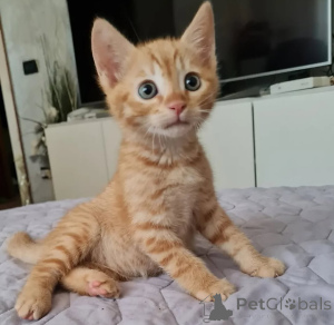 Photo №3. Tabby kittens available for sale. Finland