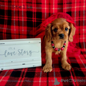 Photo №2 to announcement № 155577 for the sale of cavalier king charles spaniel - buy in Austria breeder