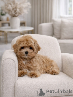 Photo №2 to announcement № 165533 for the sale of maltipu - buy in Germany private announcement, breeder