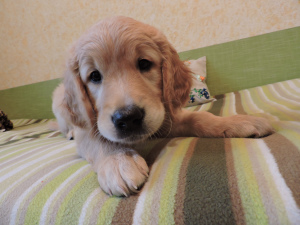 Photo №1. golden retriever - for sale in the city of Voronezh | 403$ | Announcement № 2960