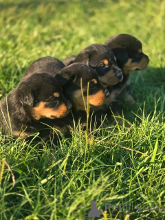 Photo №3. Rottweiler puppies for sale. United States
