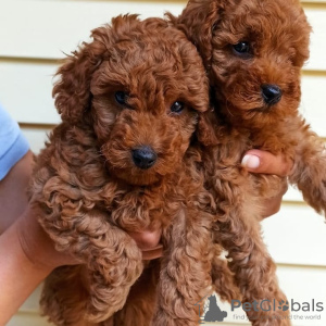 Photo №2 to announcement № 11363 for the sale of poodle (dwarf) - buy in Ukraine private announcement