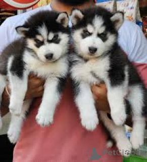 Photo №2 to announcement № 135905 for the sale of siberian husky - buy in Germany 