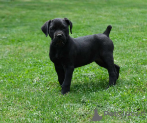 Additional photos: South African Boerboel Mastiff puppies