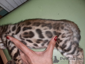 Photo №1. bengal cat - for sale in the city of Krasnodar | 518$ | Announcement № 7945