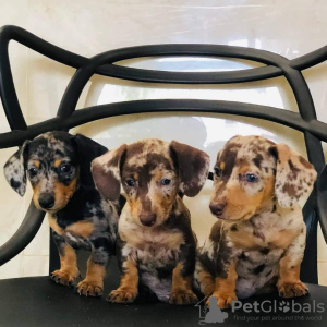 Photo №1. dachshund - for sale in the city of Лидс | 359$ | Announcement № 13485