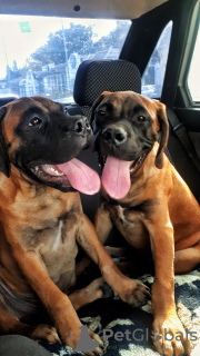 Photo №2 to announcement № 24379 for the sale of bullmastiff - buy in Sweden private announcement