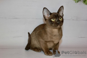 Photo №1. burmese cat - for sale in the city of Leipzig | 329$ | Announcement № 128570