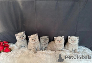 Photo №1. british shorthair - for sale in the city of Zürich | 413$ | Announcement № 172040