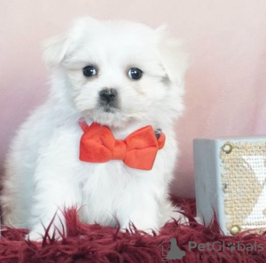 Photo №1. maltese dog - for sale in the city of Бордо | 371$ | Announcement № 107574