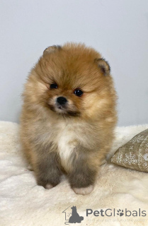 Photo №2 to announcement № 138825 for the sale of pomeranian - buy in Serbia 