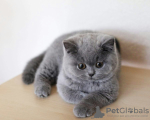 Photo №1. british shorthair - for sale in the city of Гамбург | 106$ | Announcement № 100454