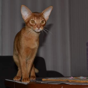 Photo №1. abyssinian cat - for sale in the city of Dnipro | 502$ | Announcement № 4421