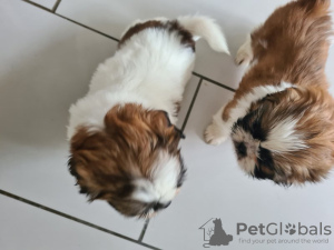 Photo №1. shih tzu - for sale in the city of Degerdal | 338$ | Announcement № 123491