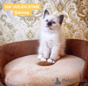 Photo №2 to announcement № 10956 for the sale of birman - buy in Ukraine from nursery