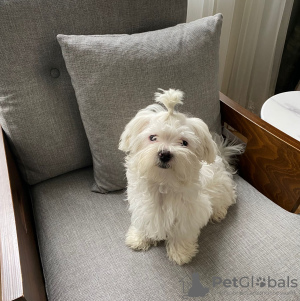 Photo №2 to announcement № 105148 for the sale of maltese dog - buy in Turkey private announcement