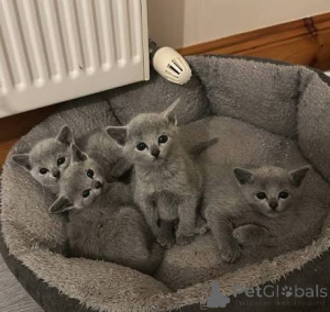 Photo №3. Stunning Russian Blue Kittens To Melt Your Heart.. Malta