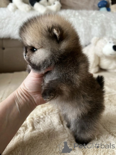 Photo №3. High-Quality Pomeranian Puppies Health Checked & Well Socialized. Germany