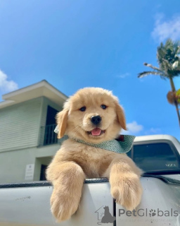 Photo №2 to announcement № 157842 for the sale of golden retriever - buy in Netherlands private announcement