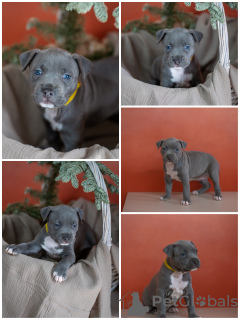 Photo №2 to announcement № 97163 for the sale of american staffordshire terrier - buy in Russian Federation breeder