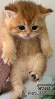 Photo №3. Chatons British Shorthair à vendre. Belgium