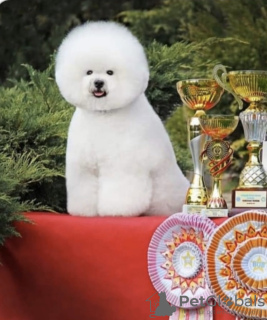 Photo №1. bichon frise - for sale in the city of Санни-Айлс-Бич | 5000$ | Announcement № 27776