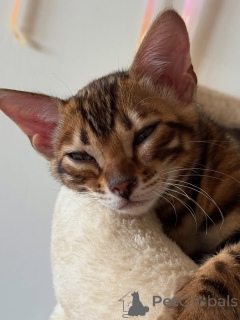 Photo №3. We have some cutie pie kittens ready for adoption let me know if you're. Finland