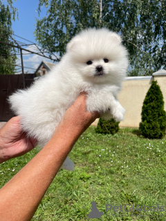 Photo №2 to announcement № 124444 for the sale of pomeranian - buy in Germany private announcement