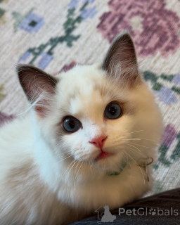 Photo №2 to announcement № 156260 for the sale of ragdoll - buy in Norway private announcement