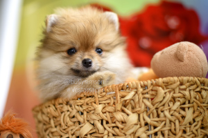 Additional photos: Pomeranian Pomeranian Puppies Girls