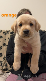 Additional photos: Lovely litter of KC Registered Labrador puppies.