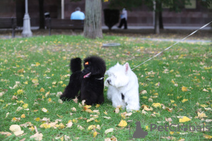 Photo №4. I will sell poodle (toy) in the city of Belgrade. breeder - price - negotiated