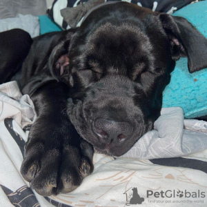 Photo №2 to announcement № 78807 for the sale of cane corso - buy in Hungary private announcement