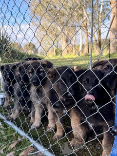 Photo №1. german shepherd - for sale in the city of Heusenstamm | 914$ | Announcement № 172411