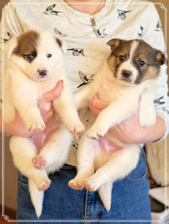 Photo №1. non-pedigree dogs - for sale in the city of Москва | Is free | Announcement № 5760