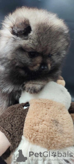 Photo №4. I will sell pomeranian in the city of Kragujevac. breeder - price - negotiated