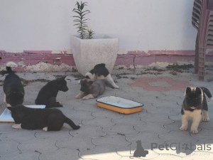 Photo №2 to announcement № 173464 for the sale of american akita - buy in Serbia 