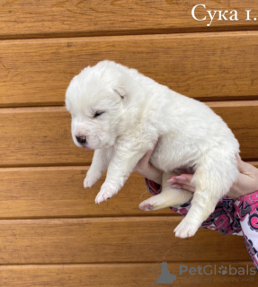 Photo №1. central asian shepherd dog - for sale in the city of Ryazan | negotiated | Announcement № 8888