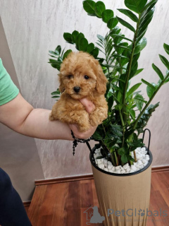 Additional photos: Miniature poodle