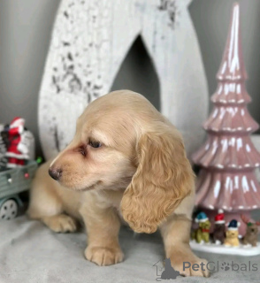 Photo №4. I will sell non-pedigree dogs in the city of Ohio. breeder - price - negotiated