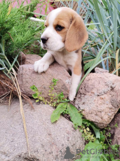 Photo №2 to announcement № 11182 for the sale of beagle - buy in Belarus private announcement