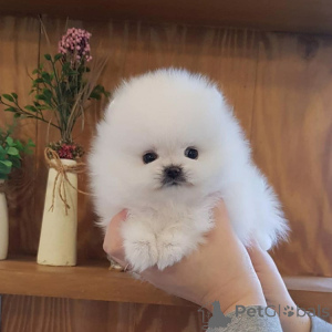Photo №3. Home trained Pomeranian puppies available now for good homes. Spain