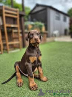 Photo №2 to announcement № 162774 for the sale of dobermann - buy in Canada private announcement, breeder